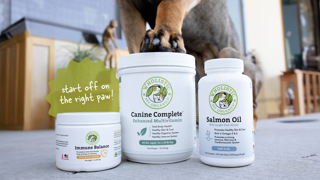 Adopt a Shelter Dog Month with WPO