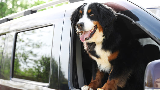 No Dogs Left Behind: Understanding the Risks of Leaving Pets in Cars