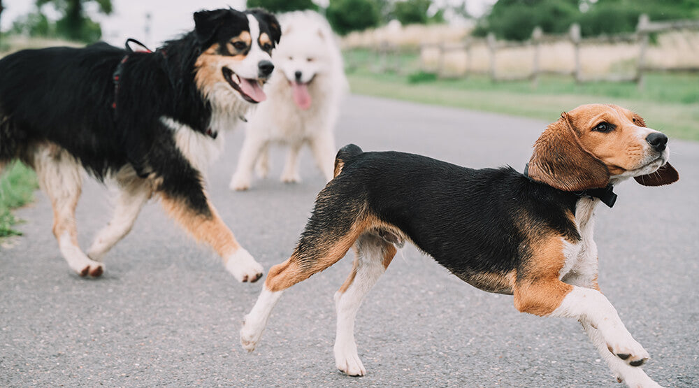 How Much Exercise Does Your Dog Really Need?