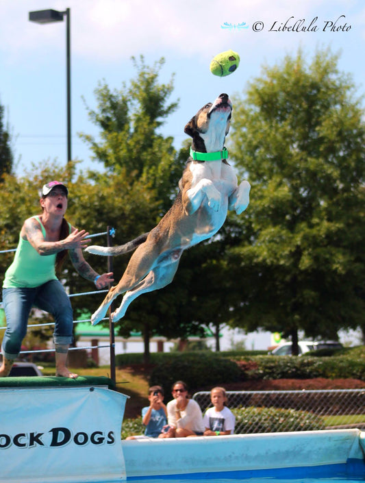 Canine Aquatics Competition - Nathan Jr. Soars!