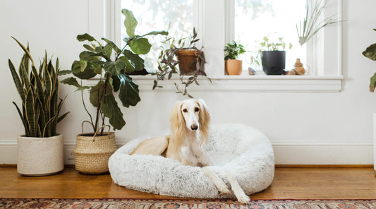 3 Pet-Friendly Houseplants Perfect for Pet Owners and 3 to Avoid