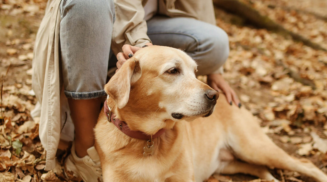 Seasonal Allergies In Dogs: Ways to Help Your Pet