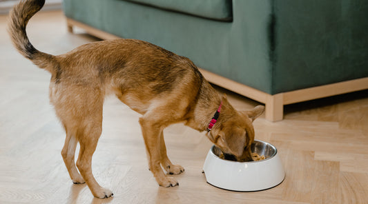 Treats for picky dogs: 5 recipes to try - young Dog eating meal