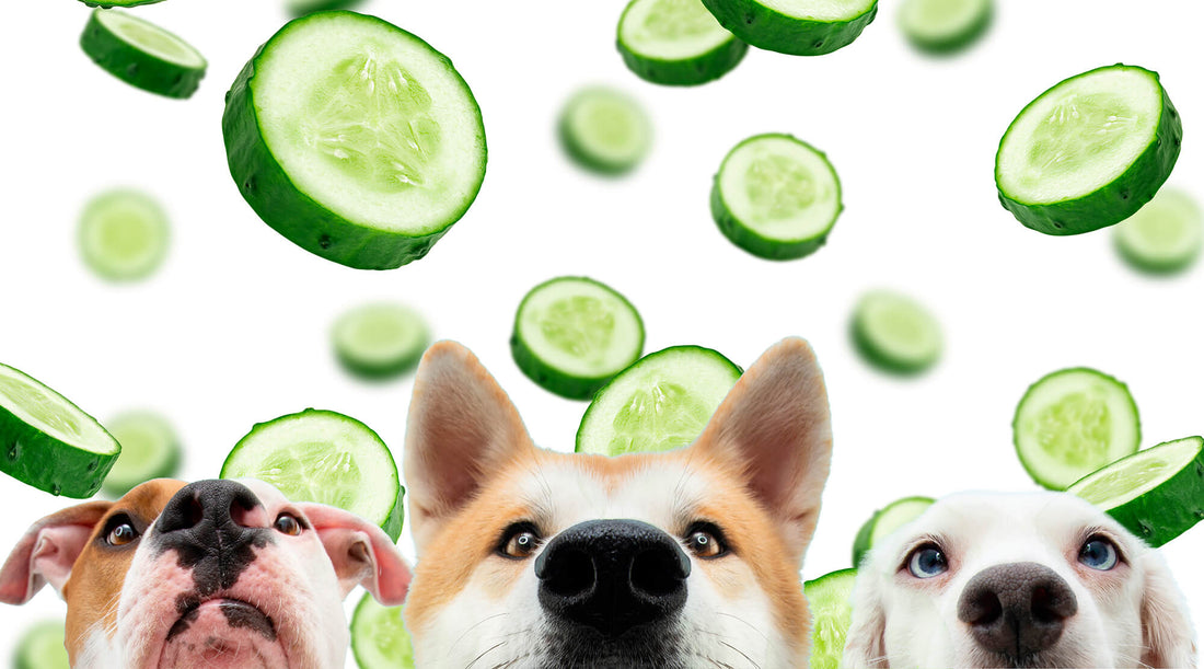 Can dogs have cucumbers?