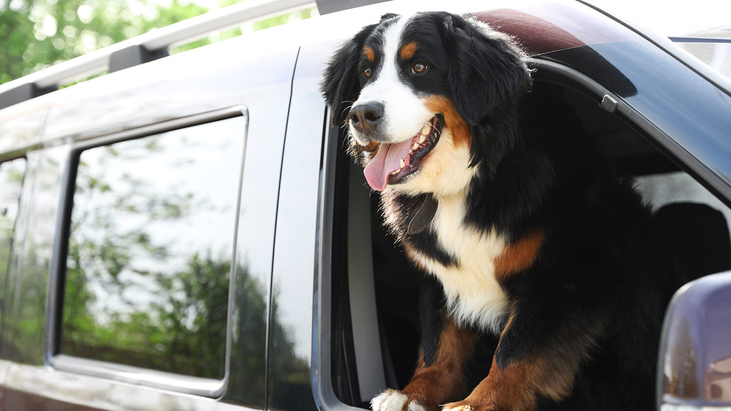 Dangers Of Leaving Pets In Hot Cars No Dogs Left Behind Understanding The Risks Of Leaving Pets In Cars Wholistic Pet Organics ?v=1686841796
