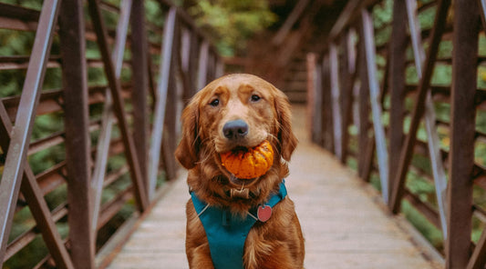 5 Fall Fruits and Vegetables for Dogs