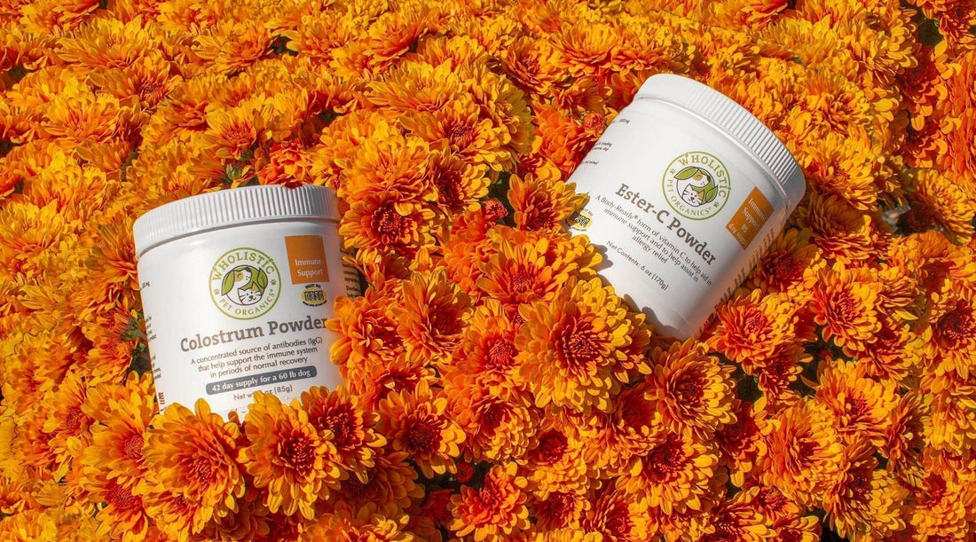 Which Supplement Do I Choose for My Pet’s Immune System?