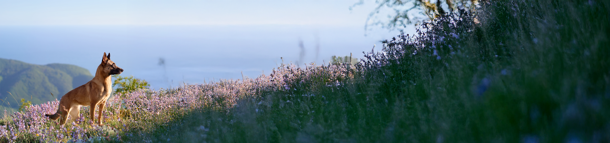 Healthy dog outdoors in a field representing Wholistic Pet Organics skin and coat support with natural omega-rich ingredients.