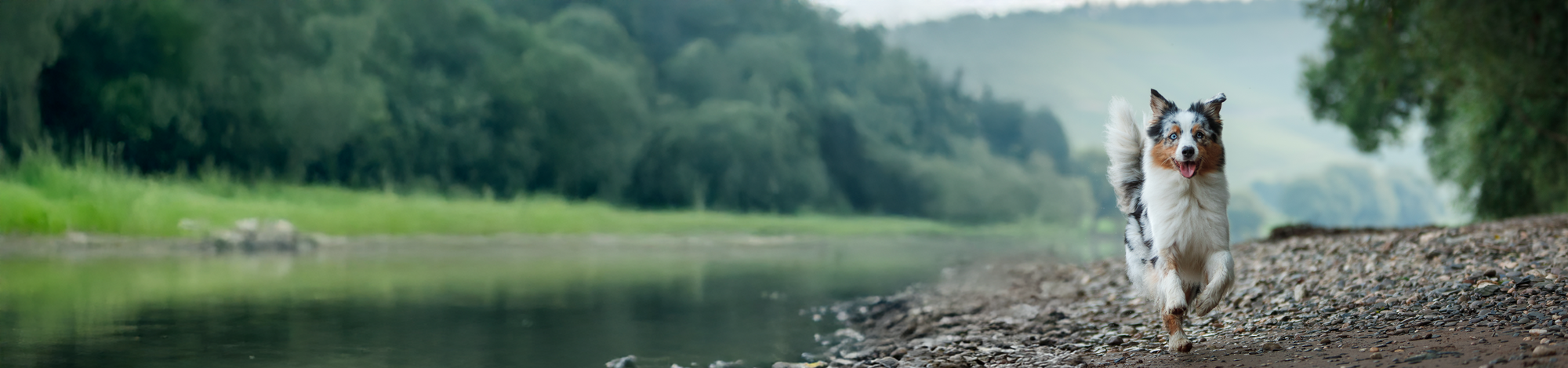 Dog running freely along a riverbank representing Wholistic Pet Organics joint and mobility support for dogs.