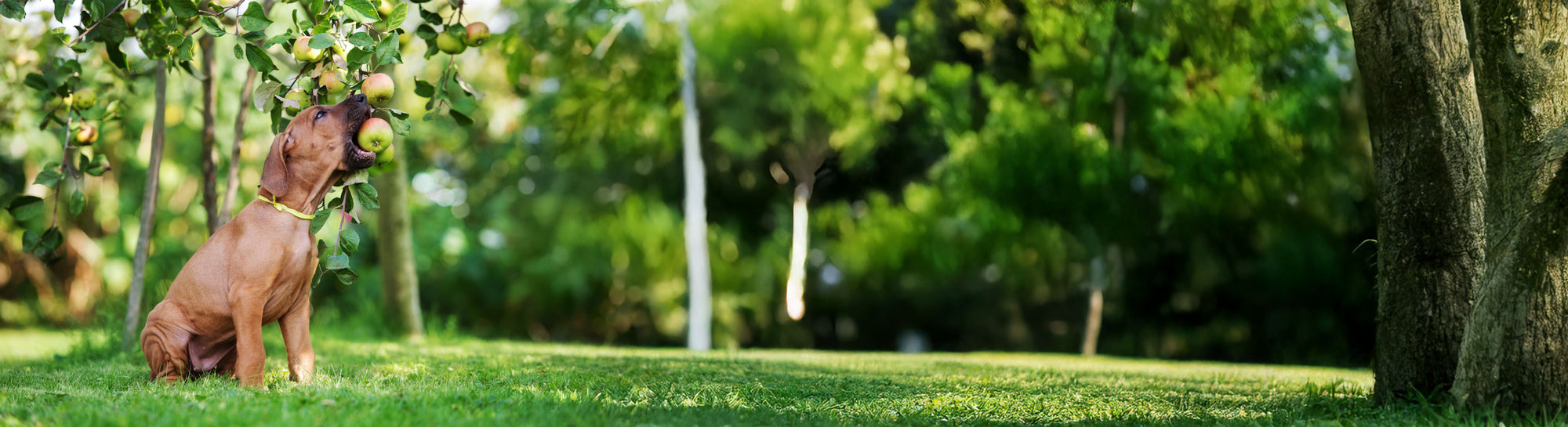 Wholistic Pet Organics digestive support supplements with plant based enzymes and probiotics for healthy digestion in dogs and cats