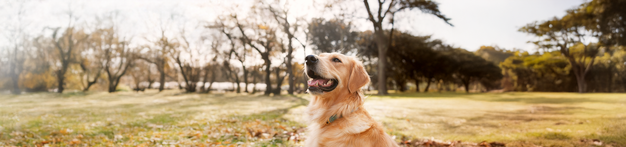 Wholistic Pet Organics vitamin and mineral supplements made from raw whole food ingredients to support total body health and natural nutrition for dogs.