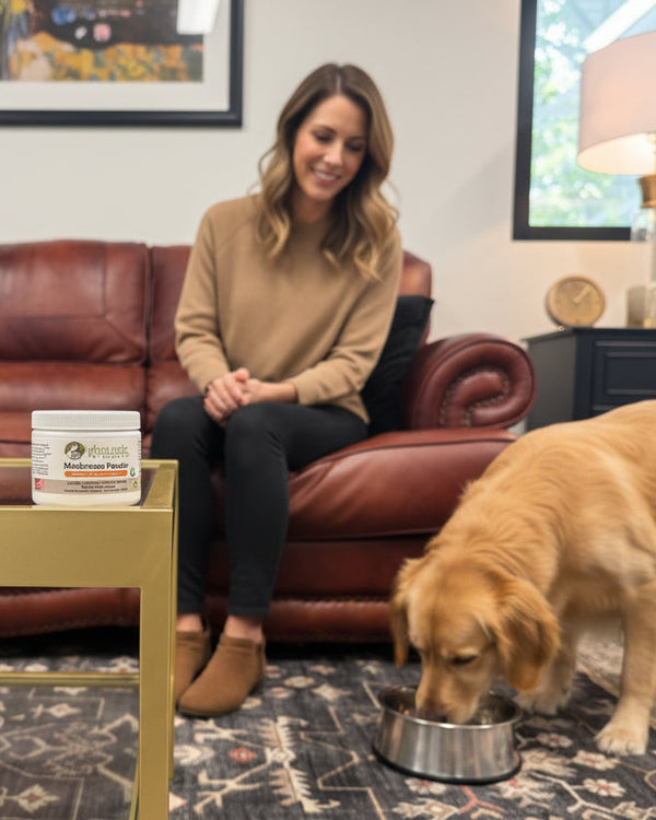 Woman sitting on leather couch watching her golden retriever eat from a bowl with Wholistic Pet Organics Organic Mushroom Powder displayed on coffee table in foreground.