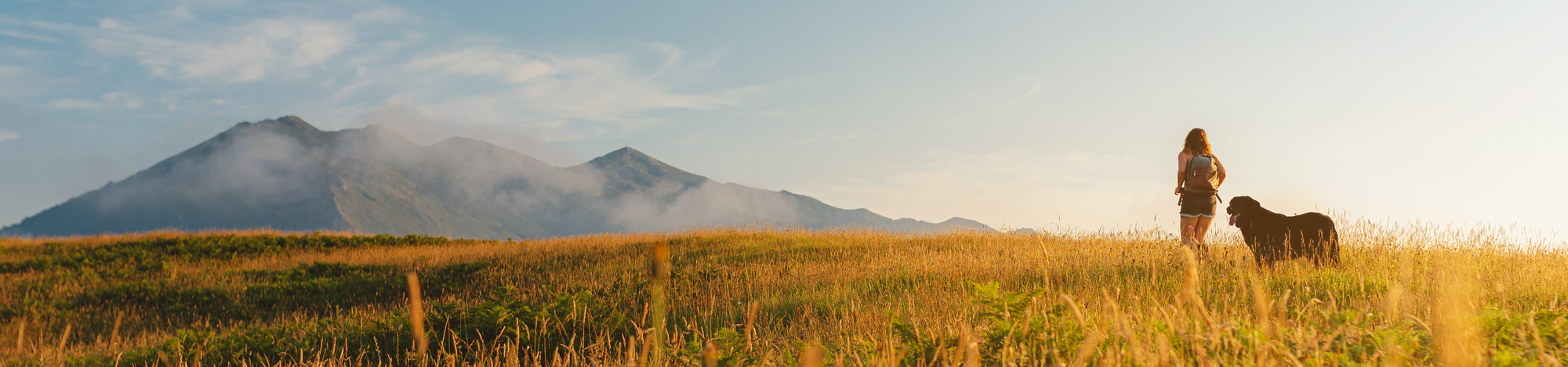 Healthy lab outdoors representing Wholistic Pet Organics Allergy and Immune Support for Pets. Natural supplements for strong immunity and seasonal comfort.