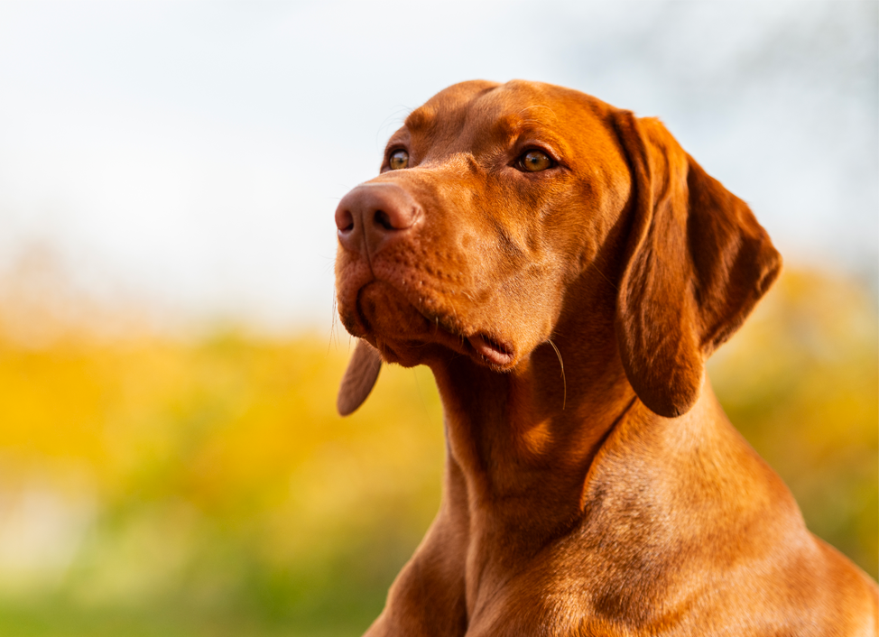Healthy dog with shiny coat in sunlight representing the benefits of omega-rich nutrition from Wholistic Pet Organics skin and coat supplements.